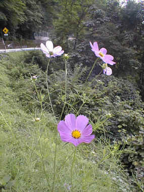 9908272.jpg (191204 バイト)