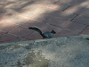 img1011s.png