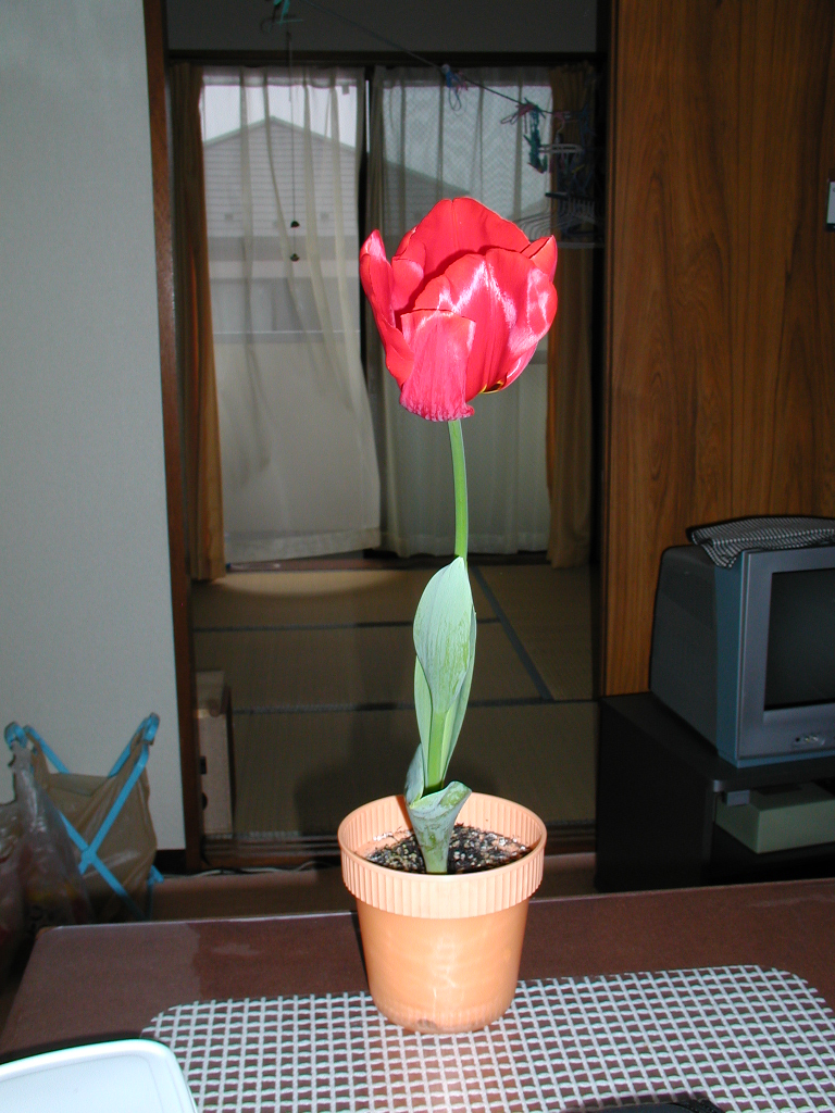 P3300046.JPG