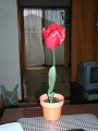 P3300046_thumb.jpg